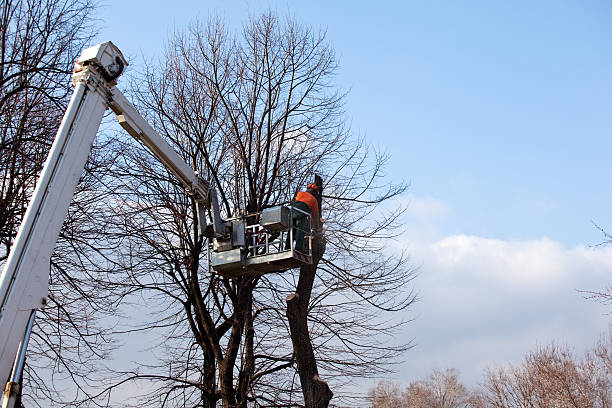 Reliable Orem, UT Tree Services Solutions