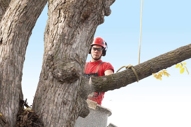 How Our Tree Care Process Works  in  Orem, UT